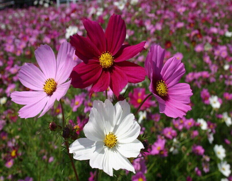 Cosmos Flower Seeds Bipinnatus Sensation Mix, Dwarf, FREE SHIPPING