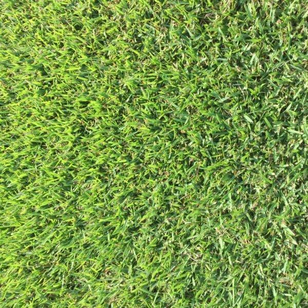 Zoysia japonica ‘Zenith’ grass seeds – 1/8 lb – limited supply