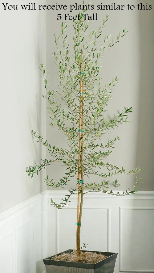 5′ Tall Organic Olive Tree Plant, Long Living, Long Live Evergreen Silvery Leaf.
