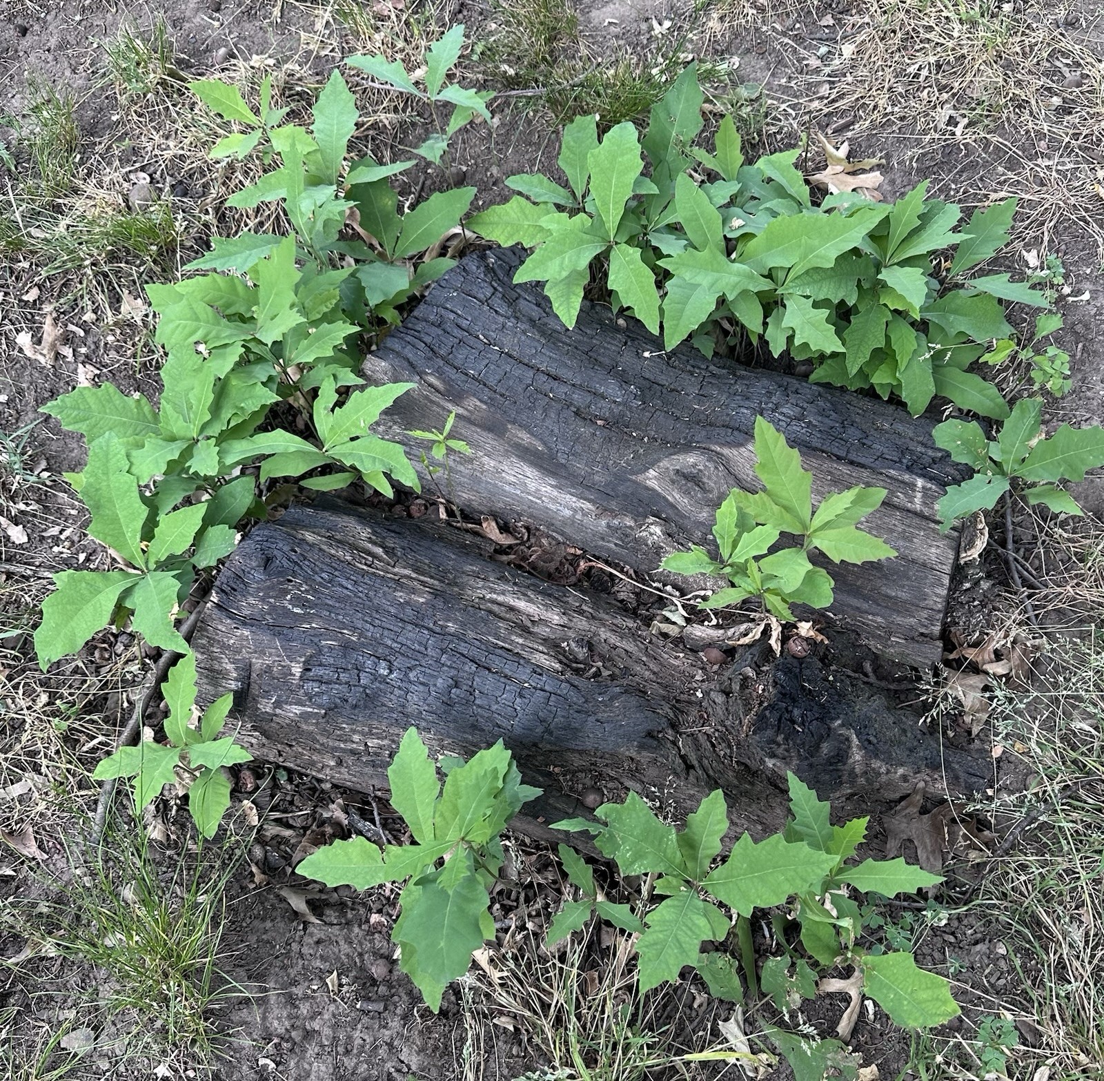 Live Green Oak Tree Plant Tree with Acorn Root 3-8 inches