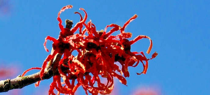 10 CARMINE RED WITCH HAZEL SEEDS – Hamamelis x intermedia