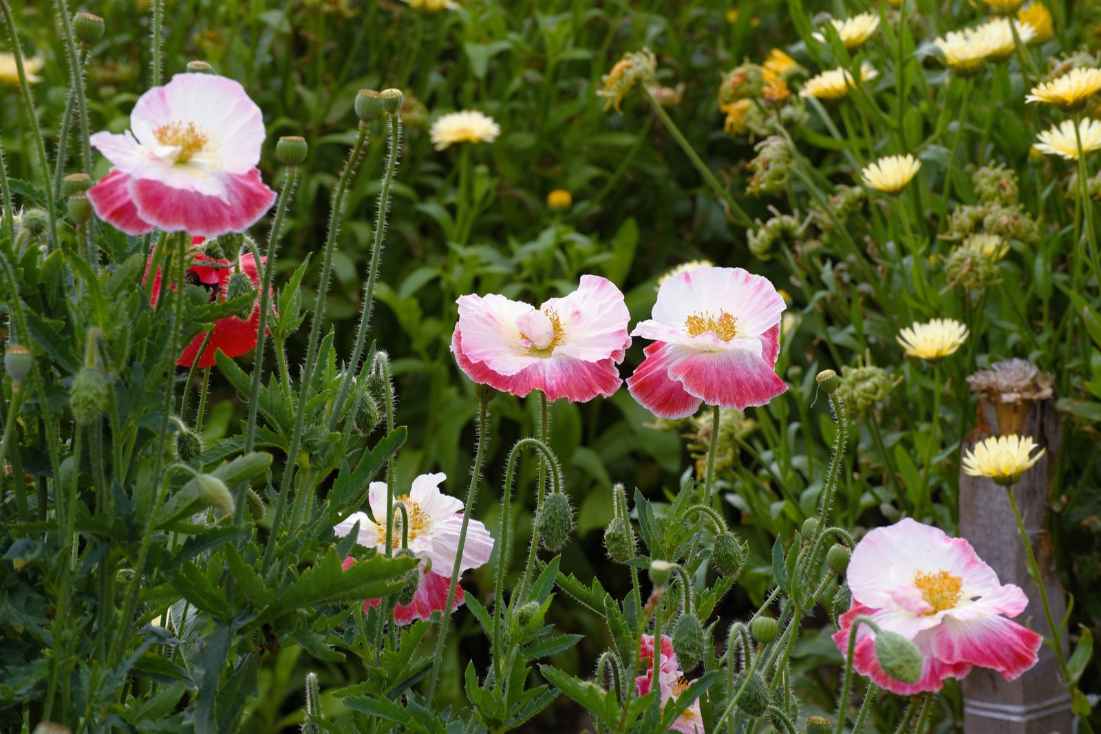 2000 MIXED Color SHIRLEY POPPY Corn Field Flanders ) Papaver Rhoeas Flower Seeds