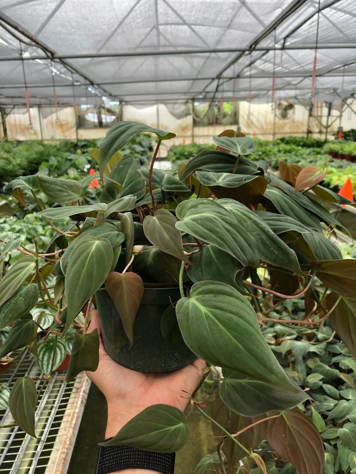 Philodendron ‘Velvet’ • Velvety Dark Green Leaves • Rare Textured Beauty