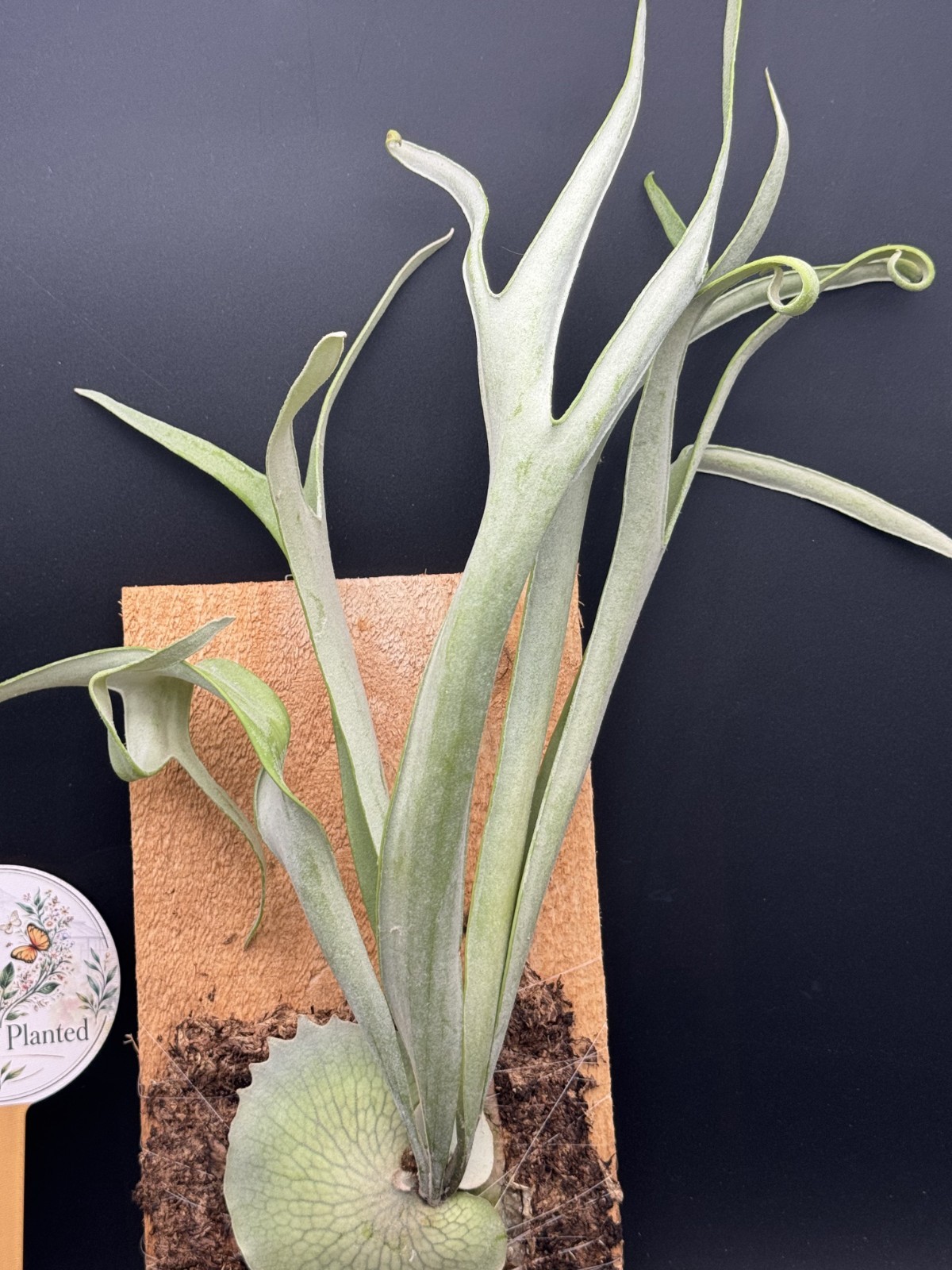 Platycerium Veitchii Mounted Staghorn -Exact Plant – Live Plant – Free Shipping