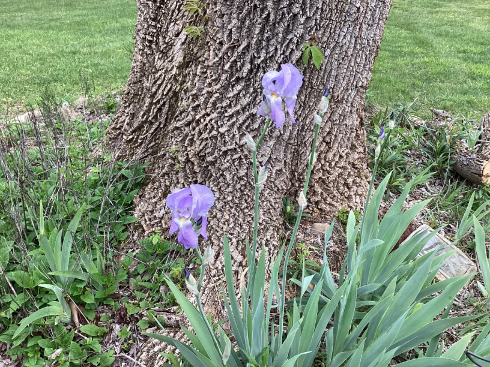 2 Rhizomes, Light Purple Bearded Iris, hardy and healthy