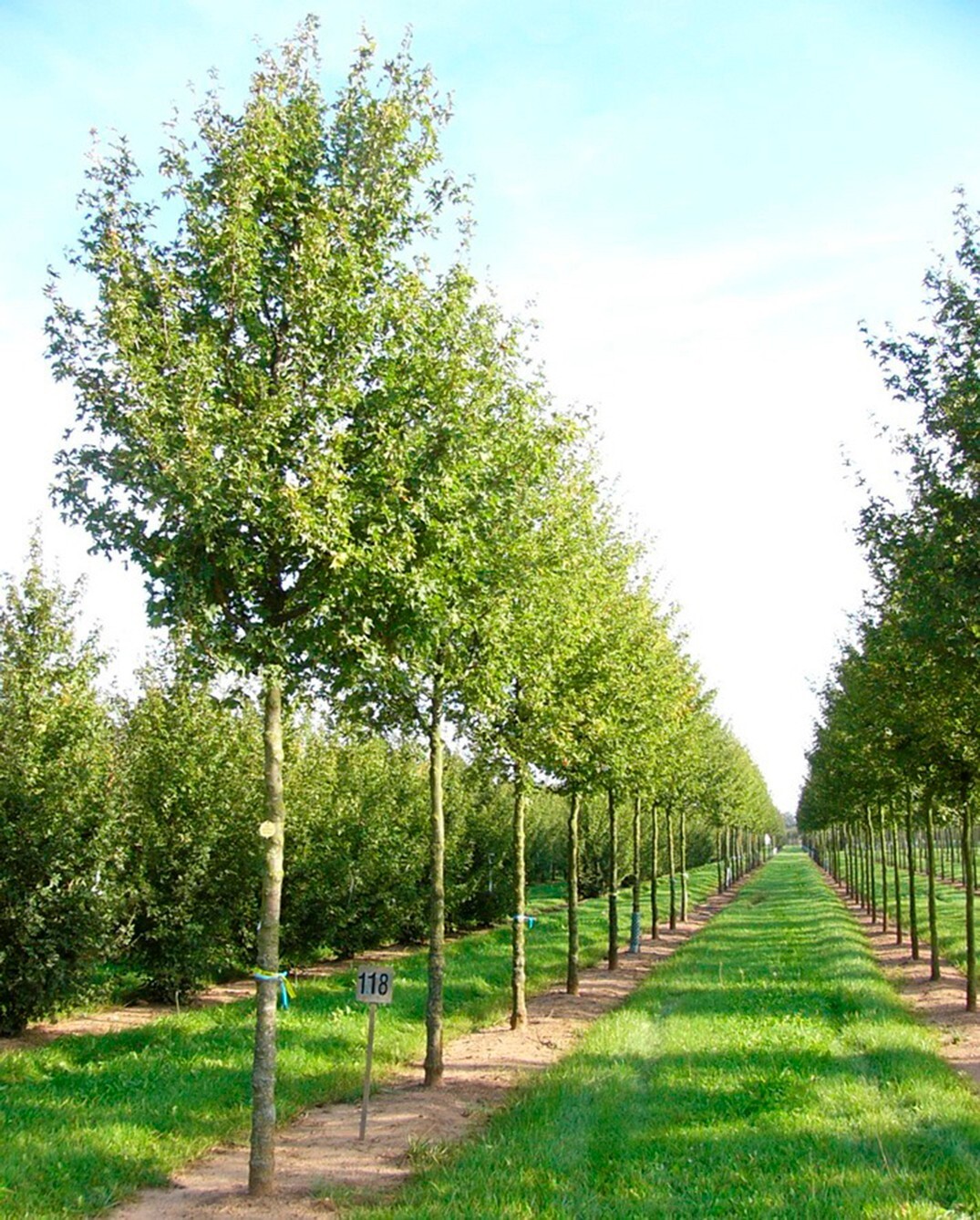 Field Maple Tree | Premium Seeds | Acer campestre ‘Summer’ | Plants’®