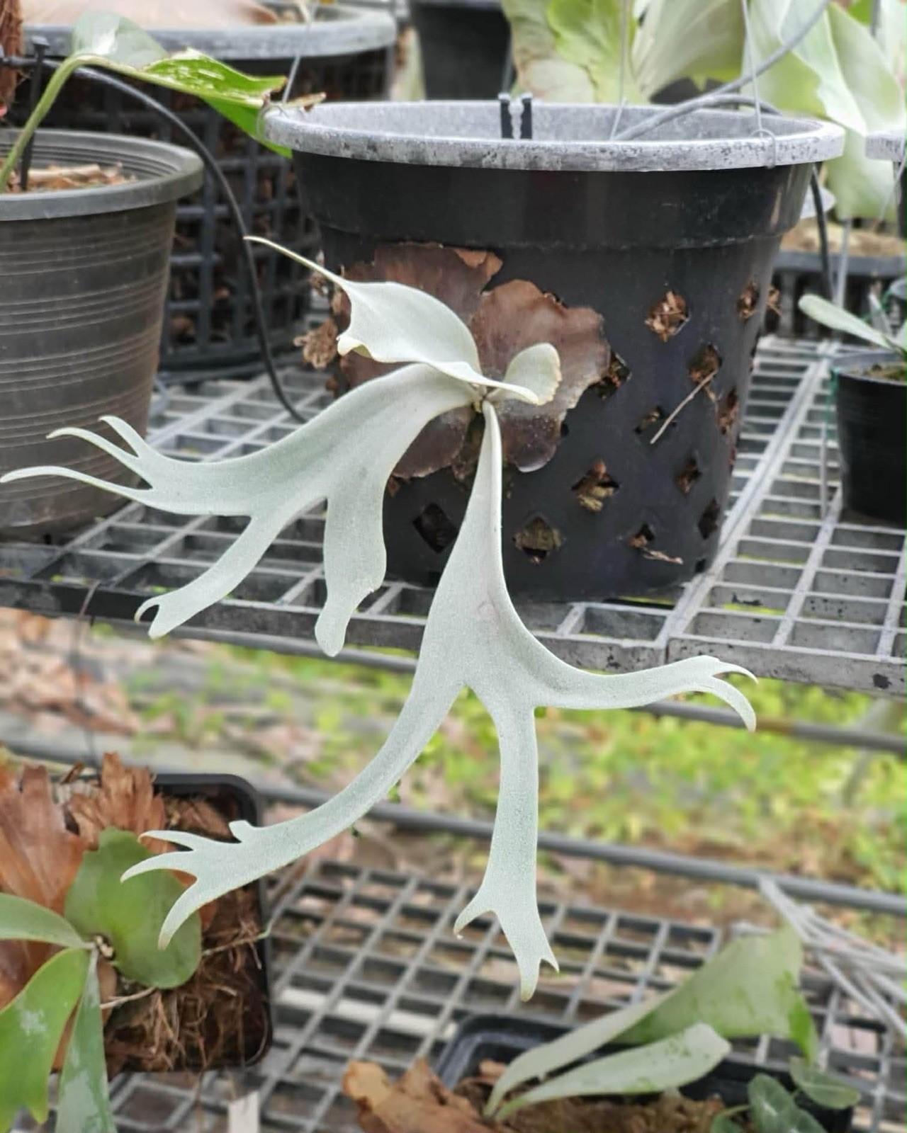 Platycerium Willinckii One Piece spore