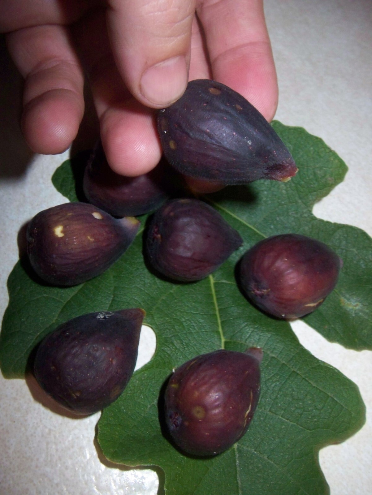 36-48″ tall Black Mission Fig Plant – Ficus carica tree