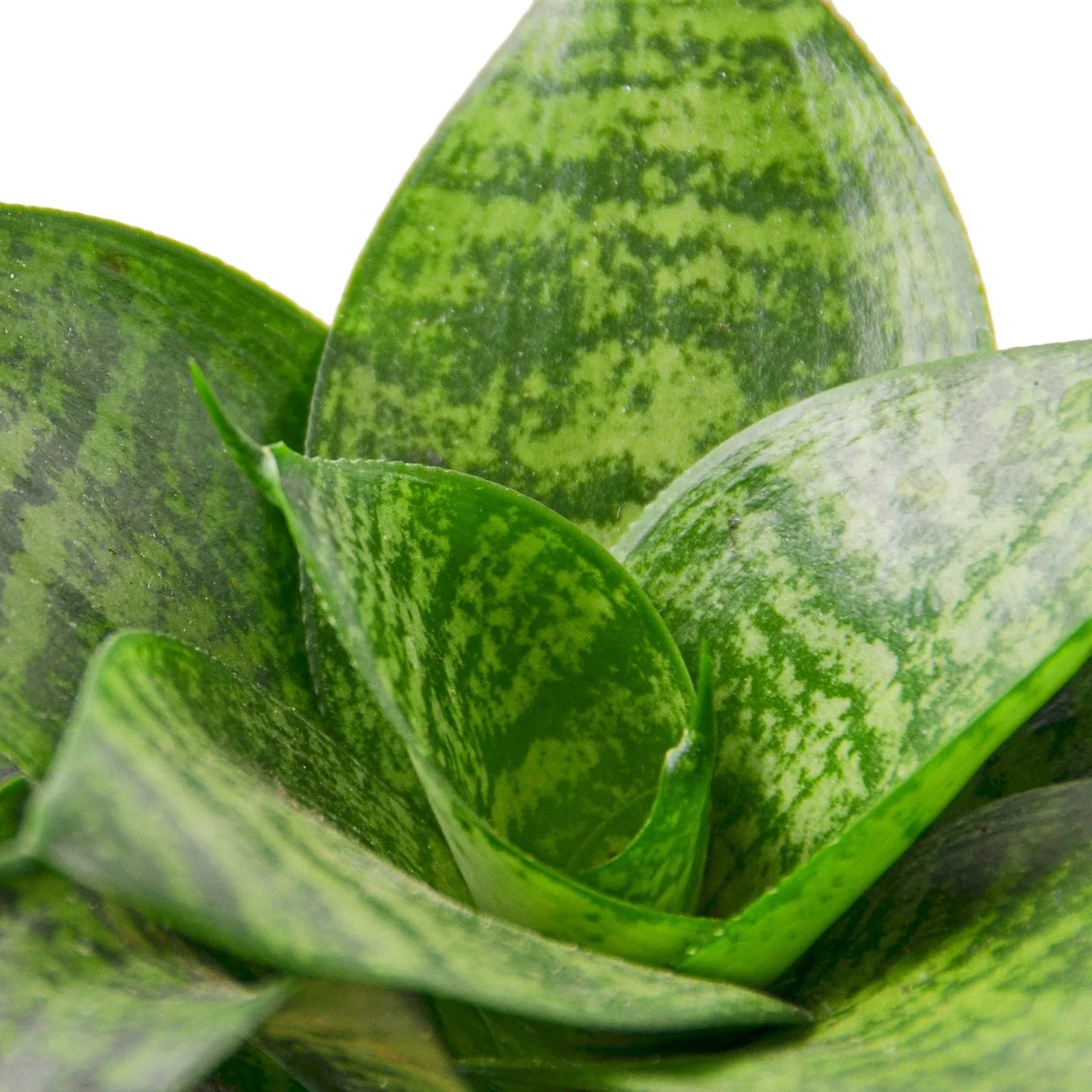 Snake Plant Black Robusta • Sansevieria • Dark Green Almost Black Leaves