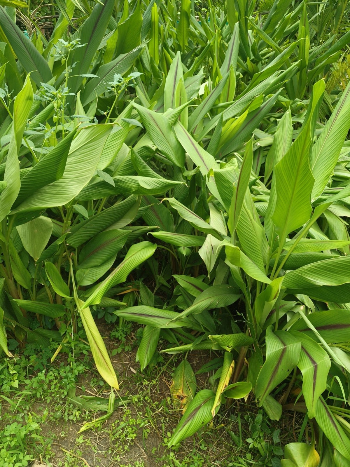 3 Yellow Turmeric Ginger Starter Plug – Curcuma longa
