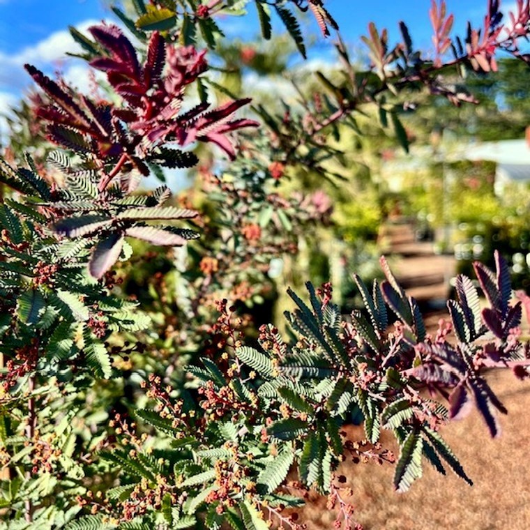 Chocolate Mimosa Tree Seeds (Acacia Baileyana v. Purpurea) Fern Leaf Flower