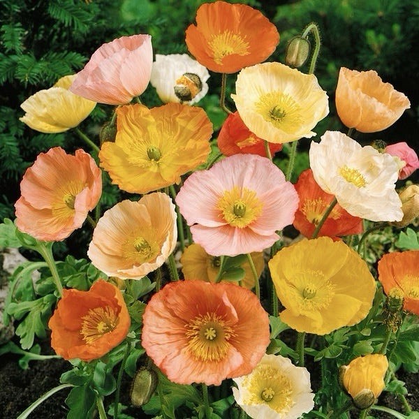 500+ ICELAND POPPY SEEDS | perennial FLOWER orange YELLOW white – Heirloom