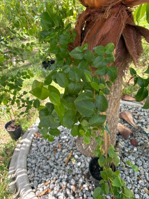 ~24 MO TRIPLE SURINAM BLACK CHERRY SEEDLINGS (EUGENIA UNIFLORA/LOLITA CULTIVAR)