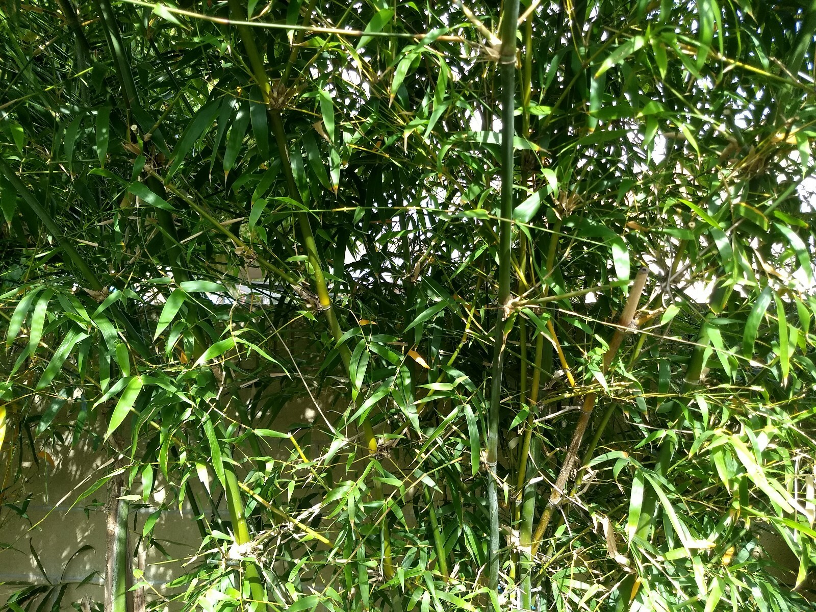 Bambusa Ventricosa*5-7 Gal. Clumping Bamboo*Non-Invasive*Privacy*Growing Season!