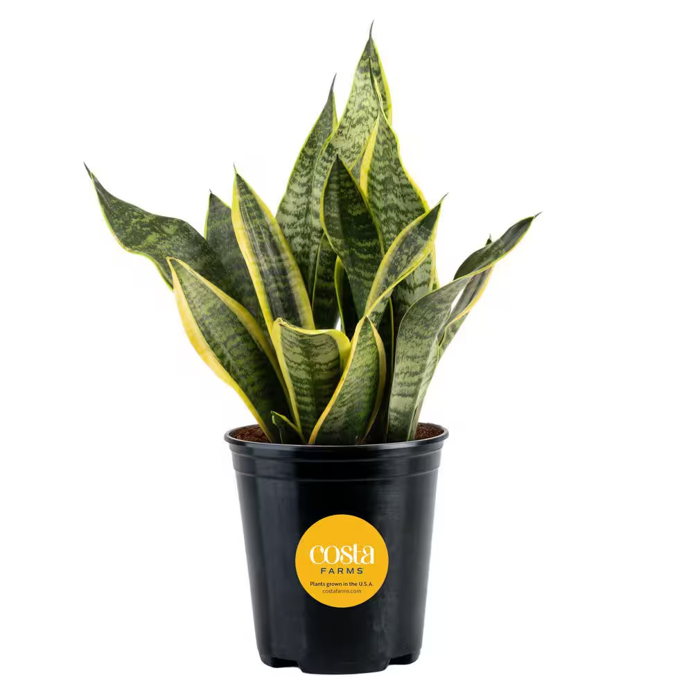 Grower’S Choice Sansevieria Indoor Snake Plant in 6 In. Grower Pot, Avg. Shippin