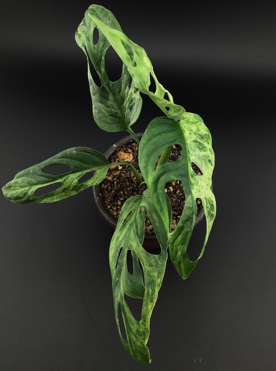 monstera adansonii variegated ‘Mint’ Live Plant With Roots FREE SHIPPING