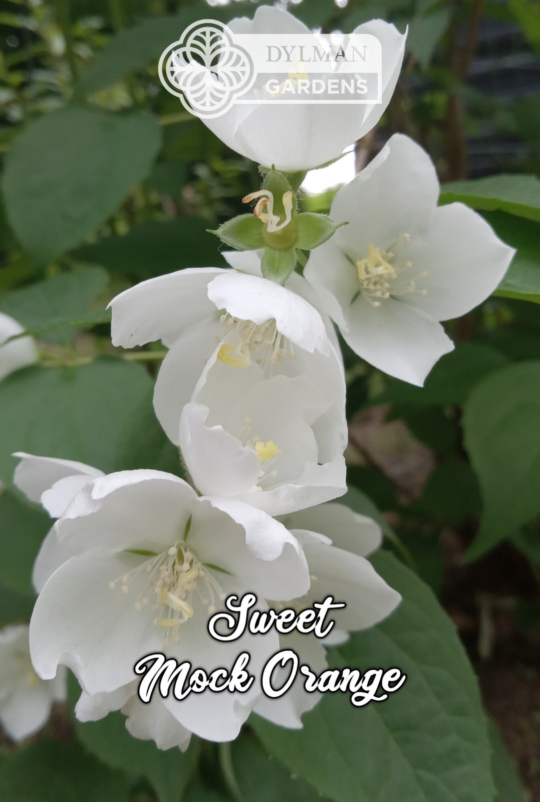 Sweet Mock Orange (Philadelphus coronarius) Fragrant Mockorange – Multiple Sizes