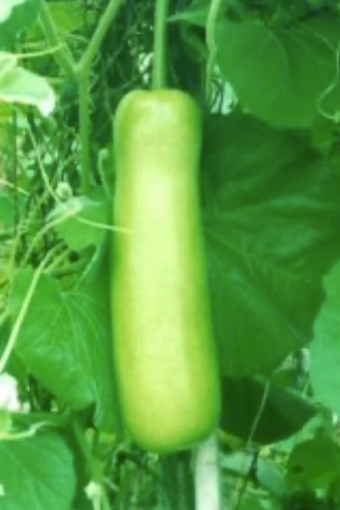 New 2026 Heirloom Bottle Gourd / Lauki / Cucuzzi – 10 Seeds – Free Shipping