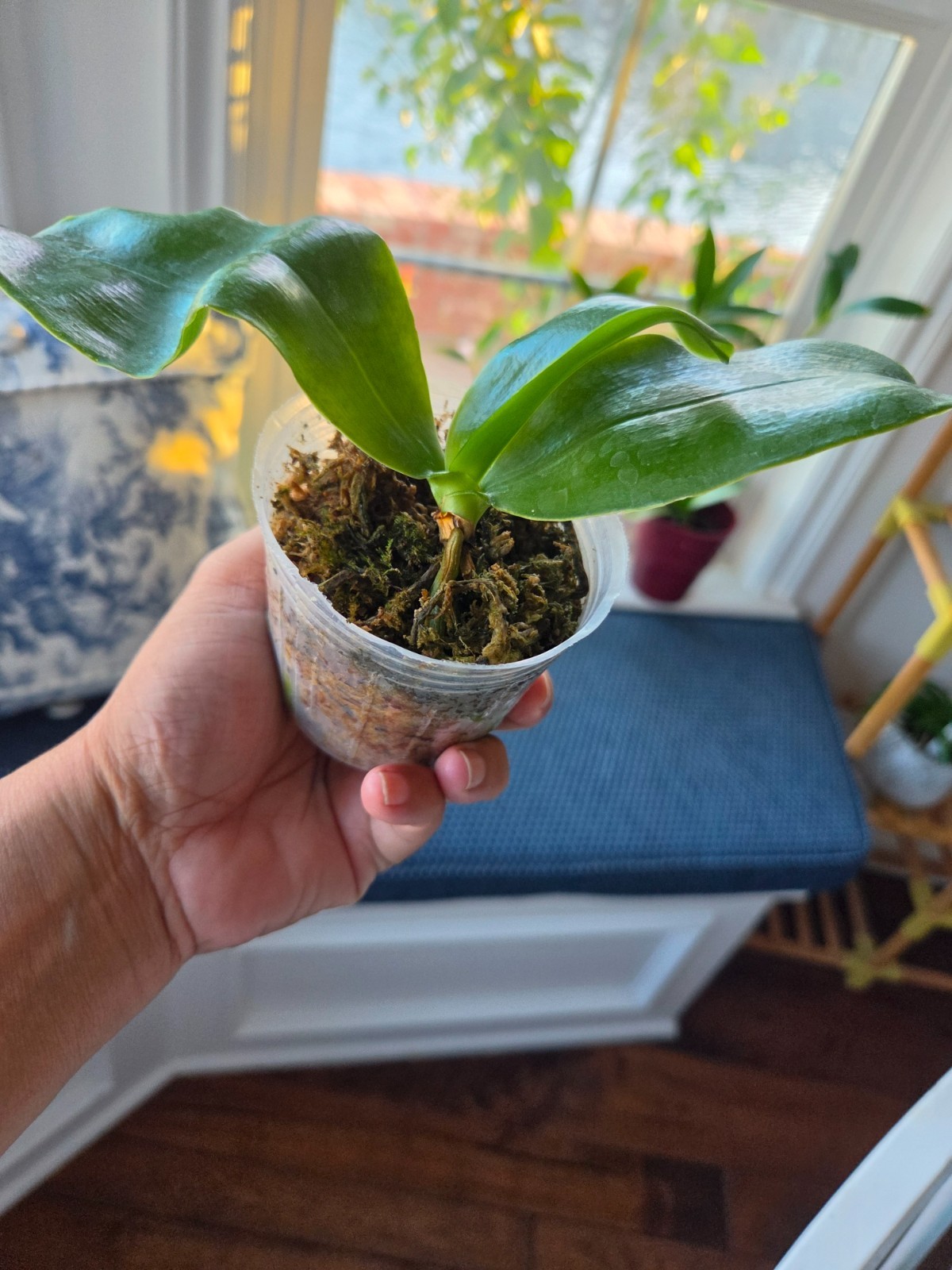 Phalaenopsis Bellina May x Fruitful- fragrant