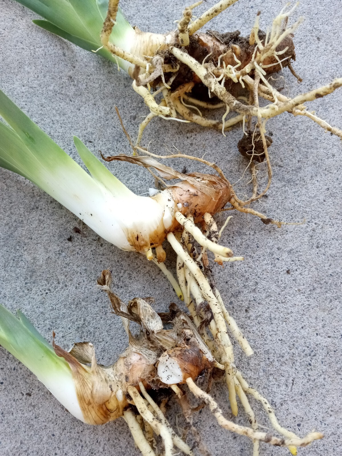 3 BEARDED IRIS RHIZOME Rooted Bulbs Freshly Harvested Perennial – Variety Mix