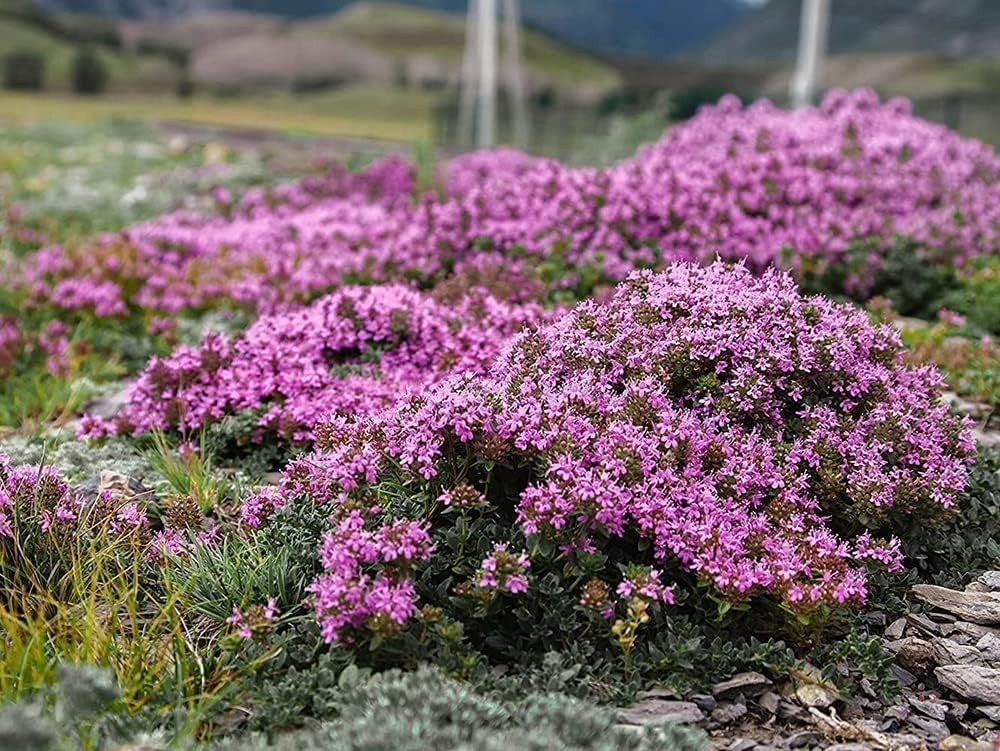 3000+ Mix Creeping Thyme Seeds for Planting Red, Blue, Yellow, white, pink.
