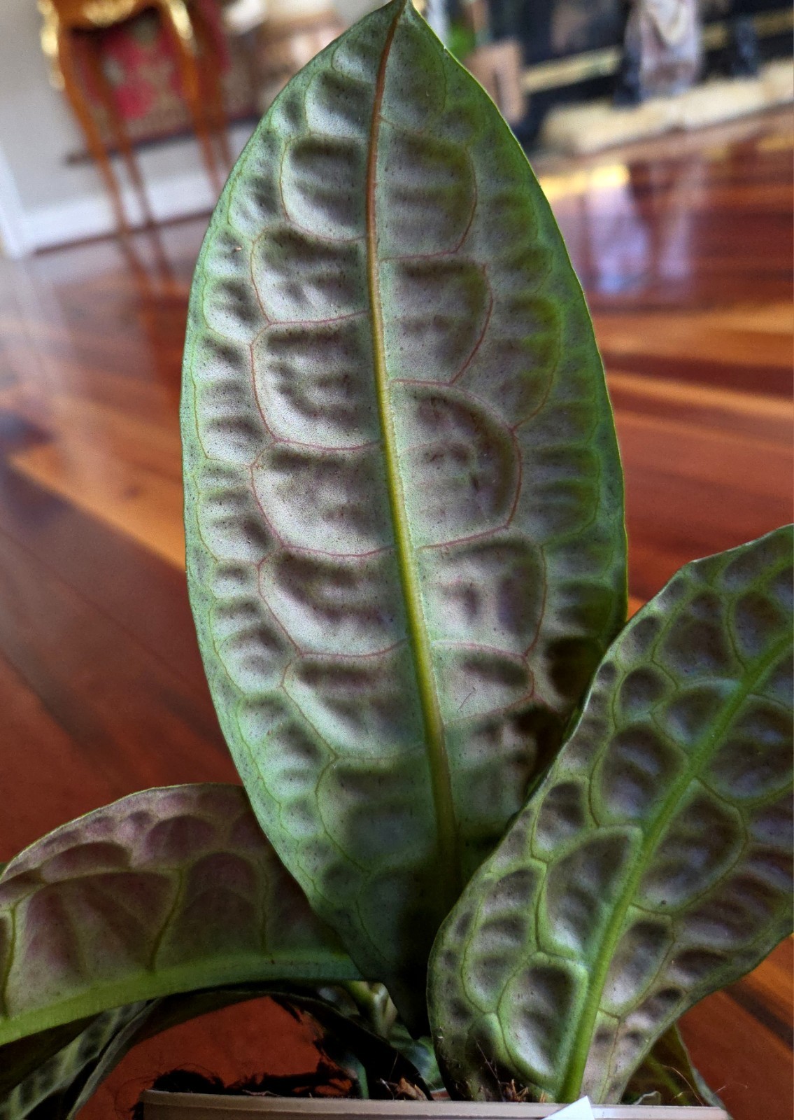 Rare Labisia Kura Kura 14″ Tall 2 Plants Aroid Not Philodendron Monstera