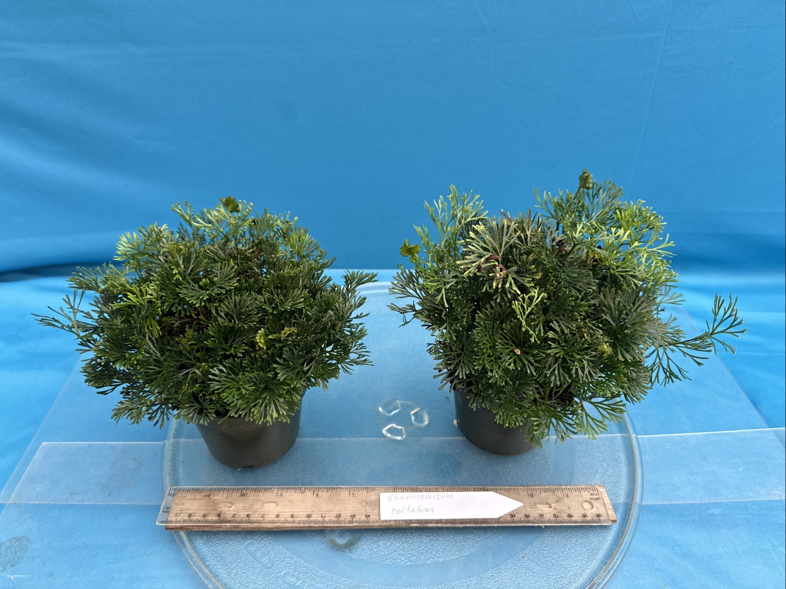 Elaphoglossum peltatum Shield Fern Interesting Warm Growing Fern Species 4” Pot