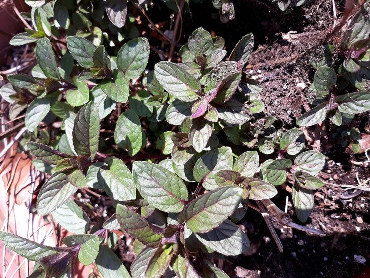 Mentha piperita – PEPPERMINT – Edible Perennial Grown in 4″ Pot