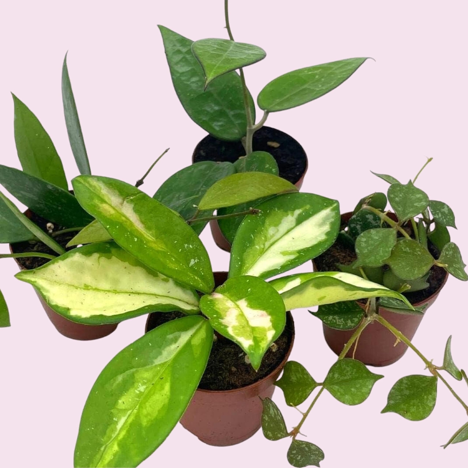 Hoya Variety Assortment Plant Set, Hindu Rope, Varigated Australis, Lisa, Pubica