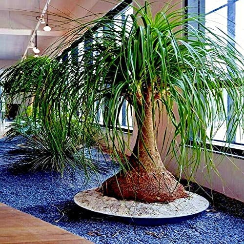 Ponytail Palm Beaucarnea Reuurvata 10 Seeds Free Shipping!