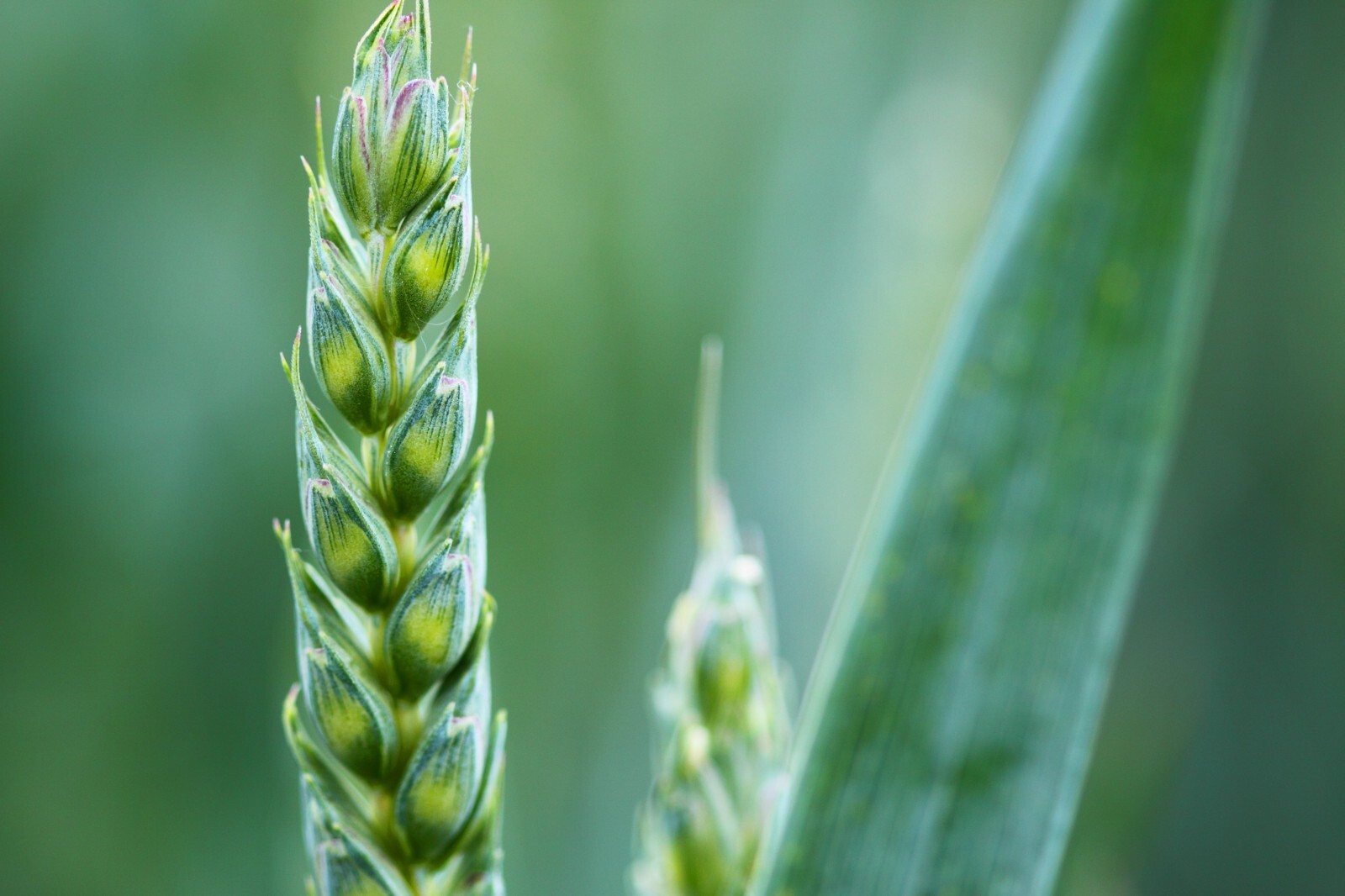 Grain Seeds -100 Seed Starter Pack -White Winter Wheat -Heirloom
