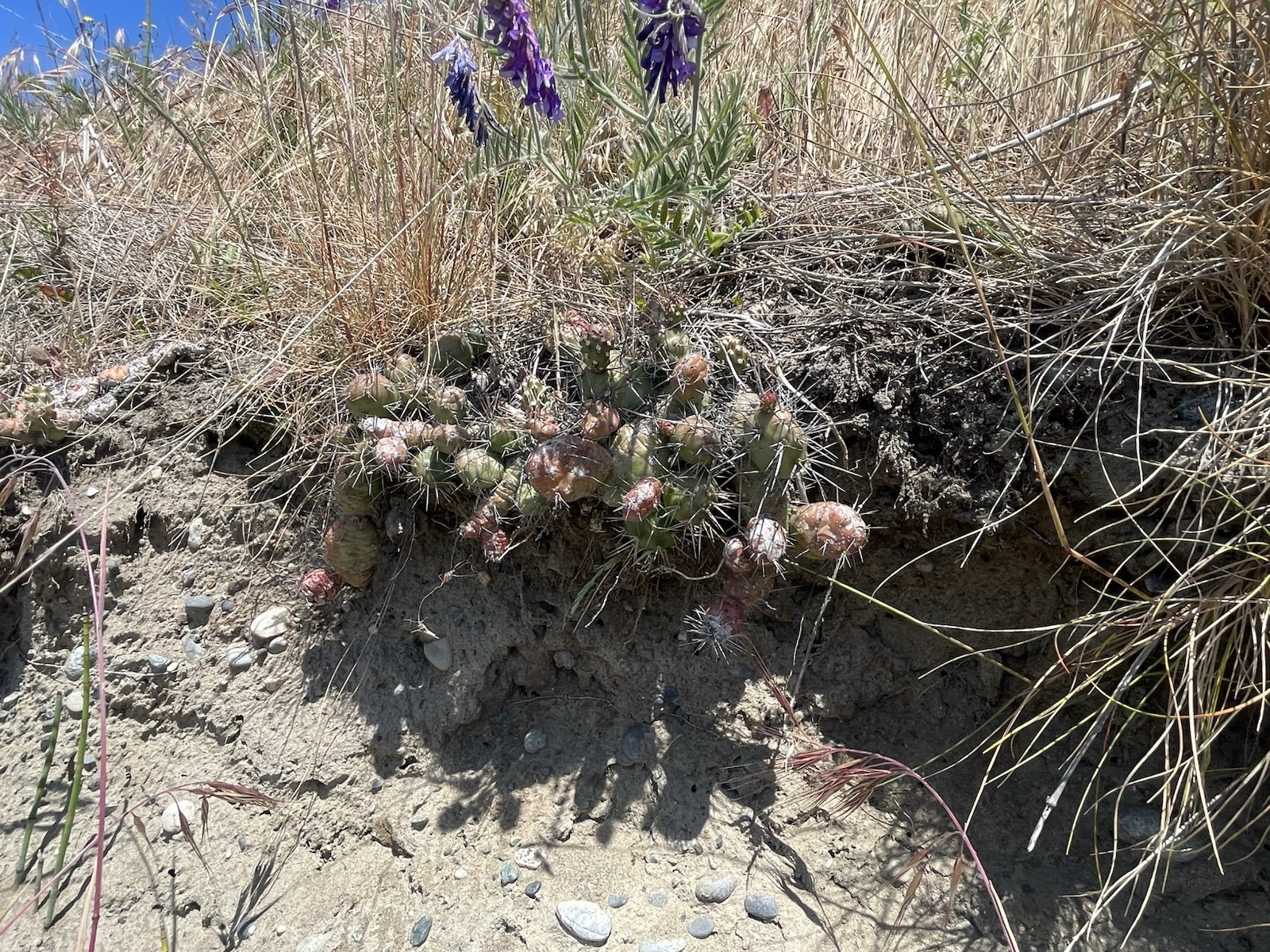 Opuntia Fragilis Whidbey Island Washington Cutting