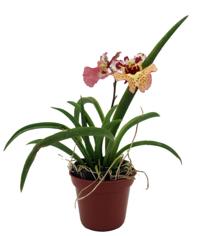 Live Tiny Dancer Tolumnia Miniature Orchid Plant – No Flower Spike – 2″ Pot