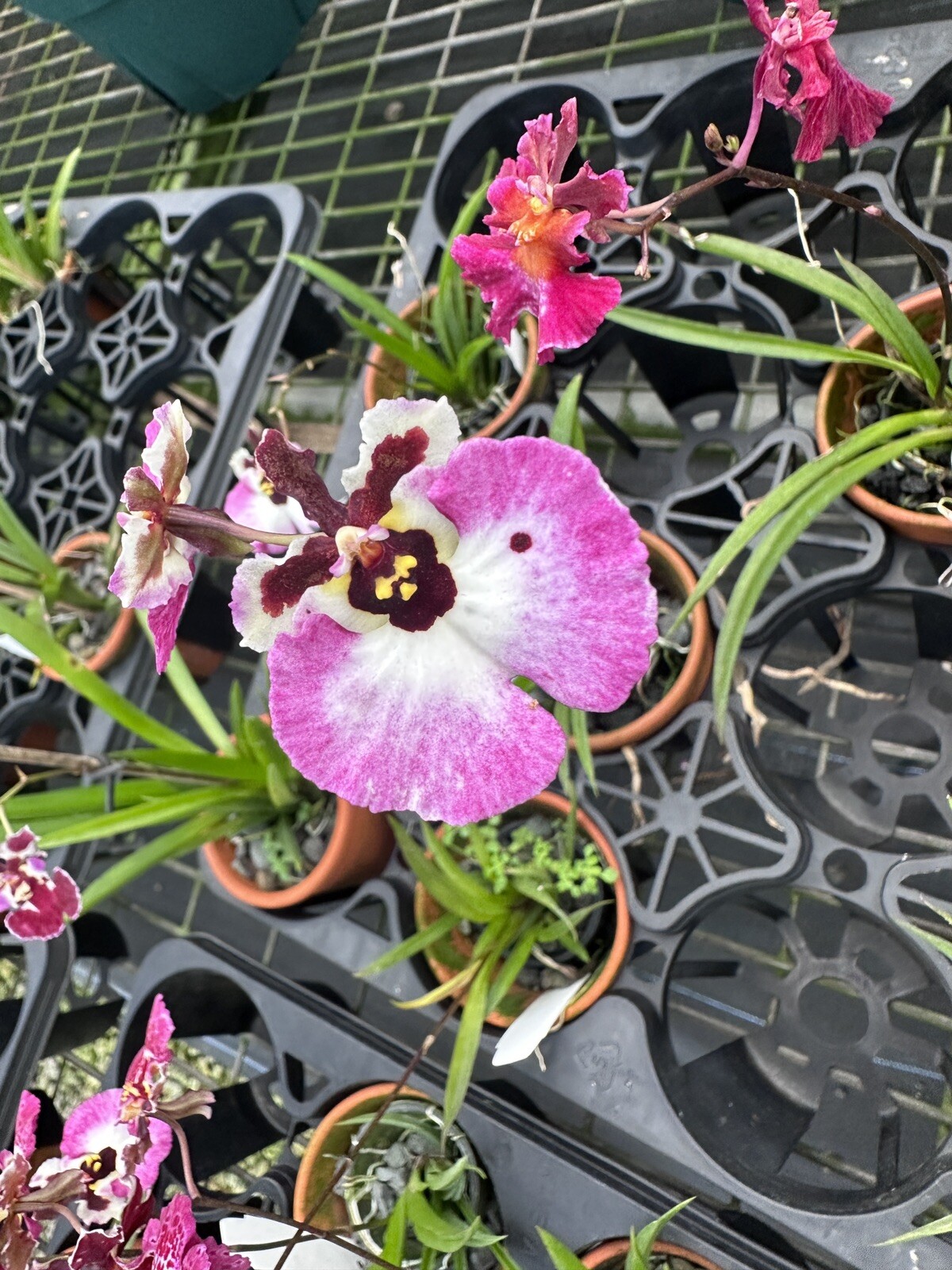 Three Different Tolumnia IN SPIKE! Equitant Orchid Plant Oncidium 3 Plants
