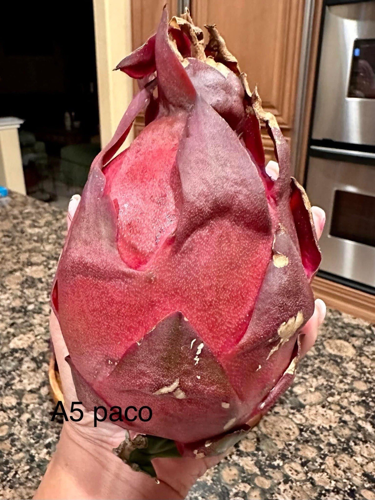 23 Dragon Fruit cuttings 8-12 inches long check The Description ￼ ￼