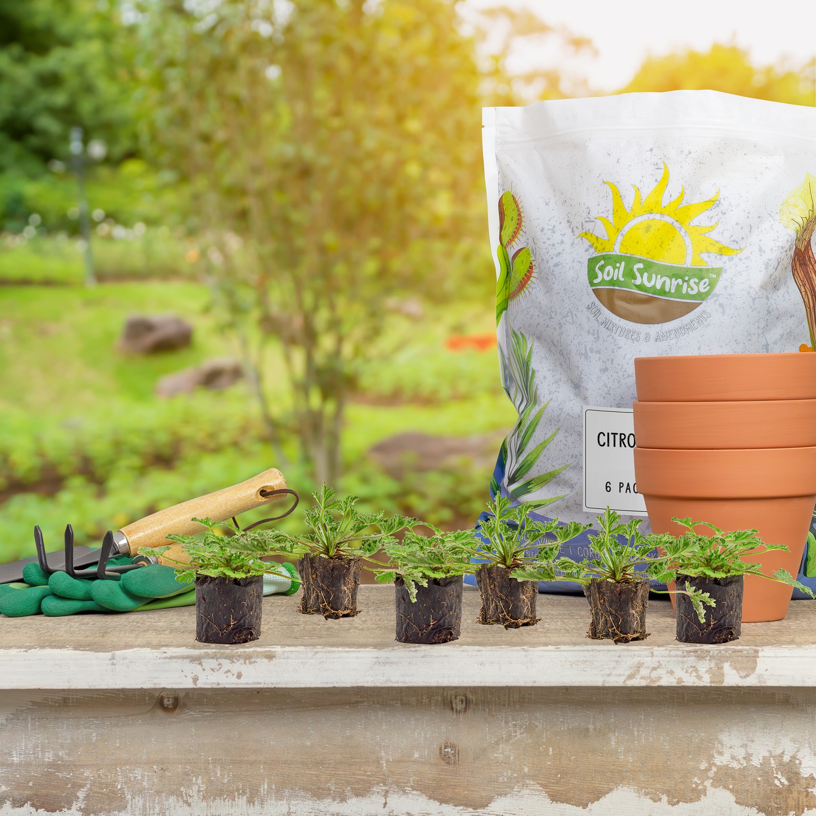 Live Citronella Geranium Plant Plugs, Pelargonium Citrosum Seedlings
