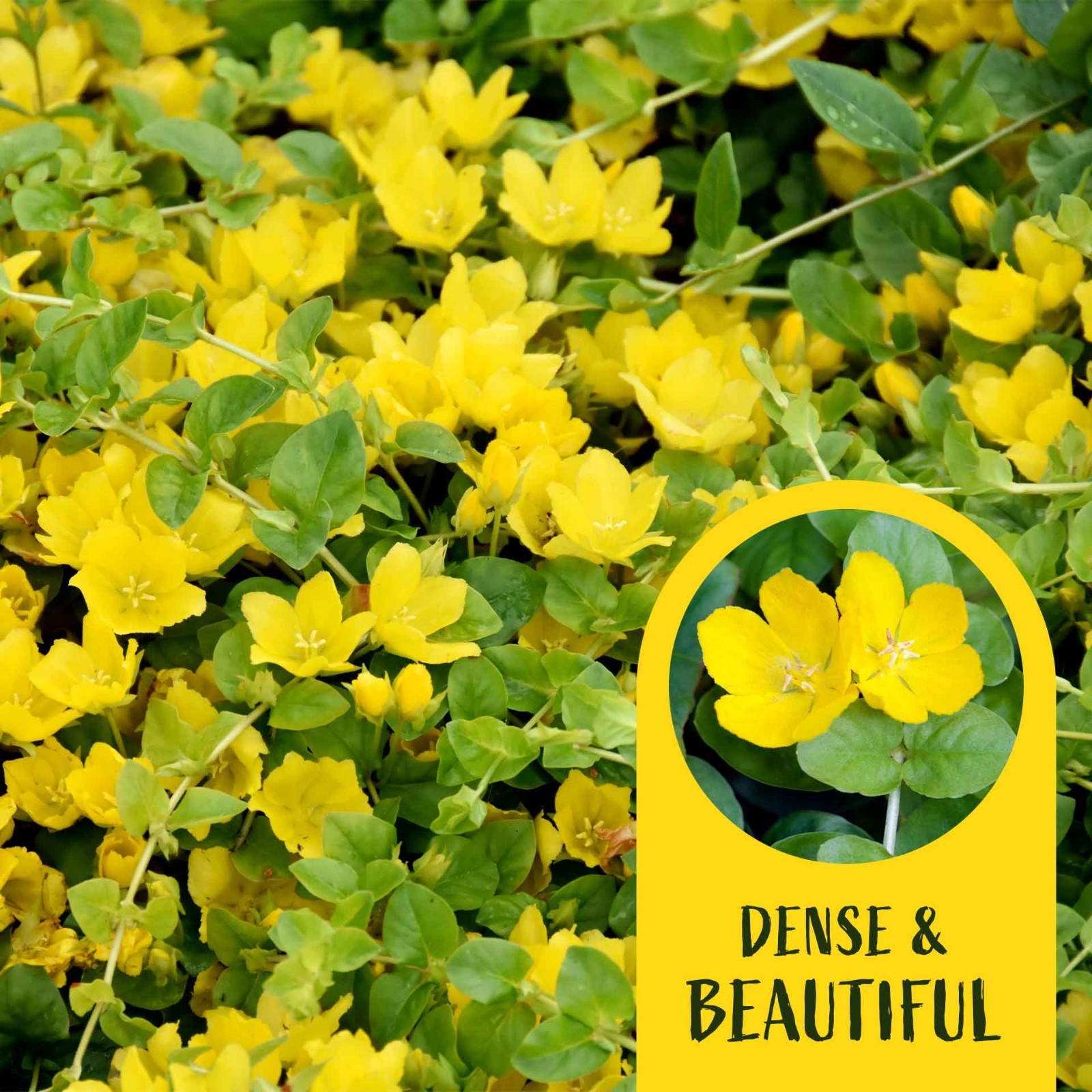 3 Yellow Moneywort Plants in 2.5” Cube, Golden Trailing Groundcover (Lysimachia)