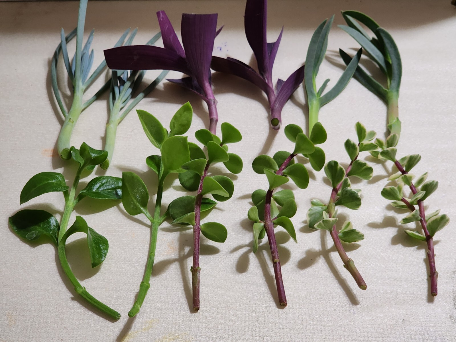 12 Piece Assorted Lot Of Live Plants (6 Kinds x 2 of Each)for Rooting