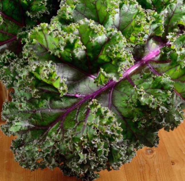 Kale RED RUSSIAN Tender, Mild Leaves Heirloom Healthy Foods KalNon-GMO 500 Seeds