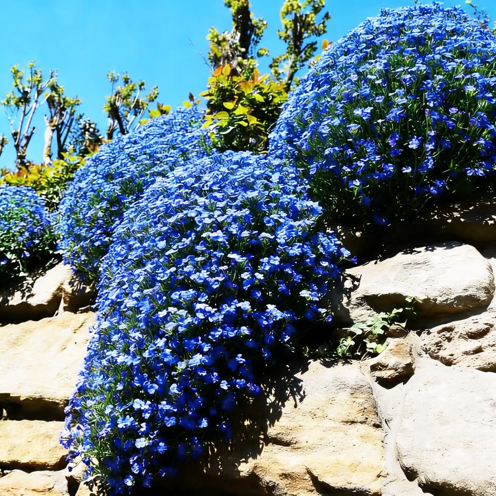 Blue Woolly Thyme Seeds,20001+ Blue Creeping Thyme Seeds Ground Cover