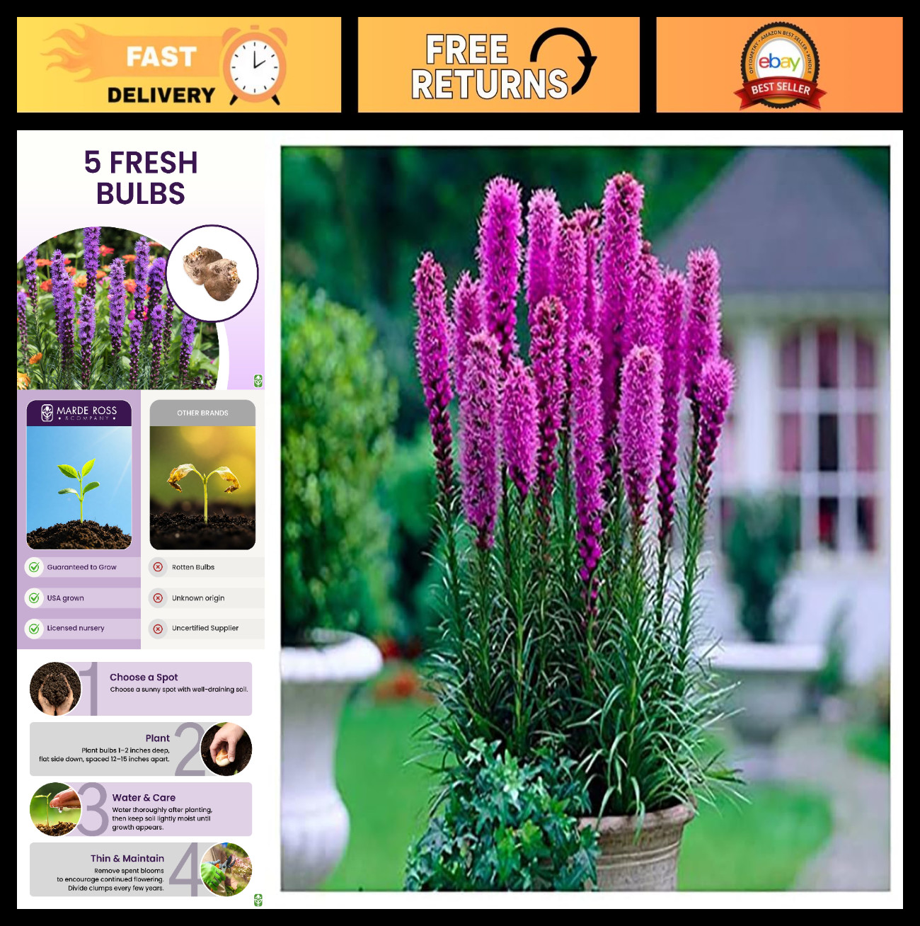 Purple Blazing Star Bulbs – 5 Fresh Liatris Spicata Perennial Flower Corms for O