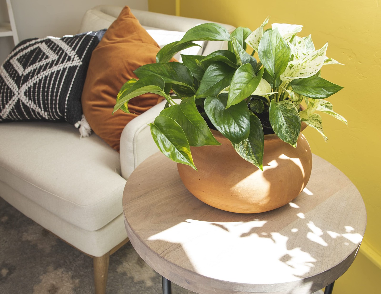 Altman Plants Live Pothos Plants 4Pk Indoor Plants Live Pothos Live Plant House