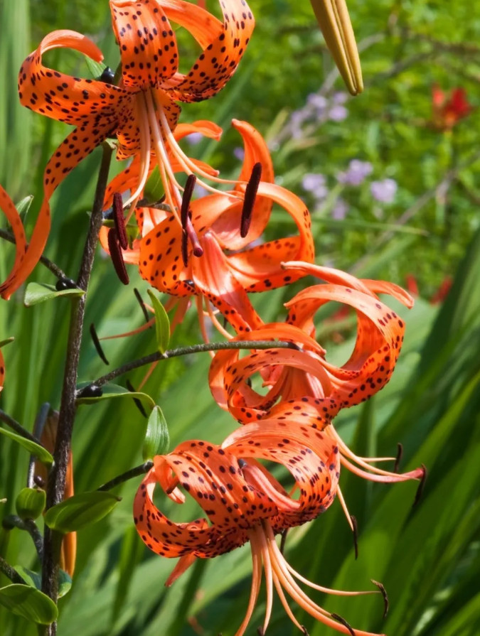 Turk’s Cap Lily 5 Root Bulbs (Lilium superbum) – Perennial – No Ship AK, HI, PR