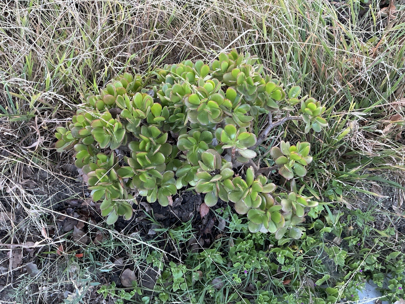 Lot Of 2 green Crassula Ovata Jade Plants , Rooted 15” To 17” tall with roots
