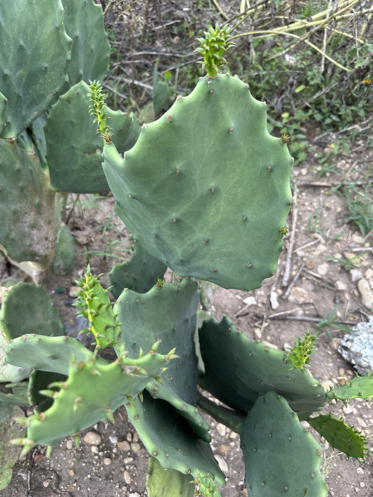 Opuntia Gomei Pads Cutting Old Mexico Nopales bundle of 3