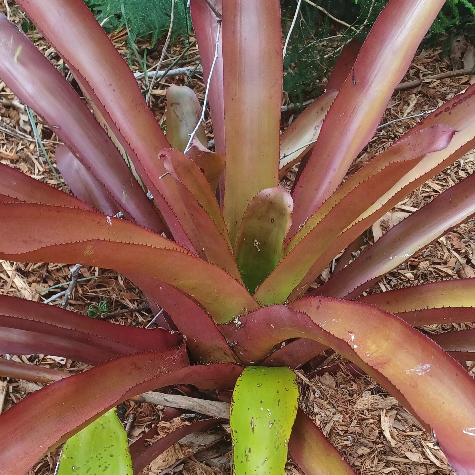 BUY 4 SAVE 15% BROMELIAD xPortemea REDARTY Offset – Sun Loving Bigeneric