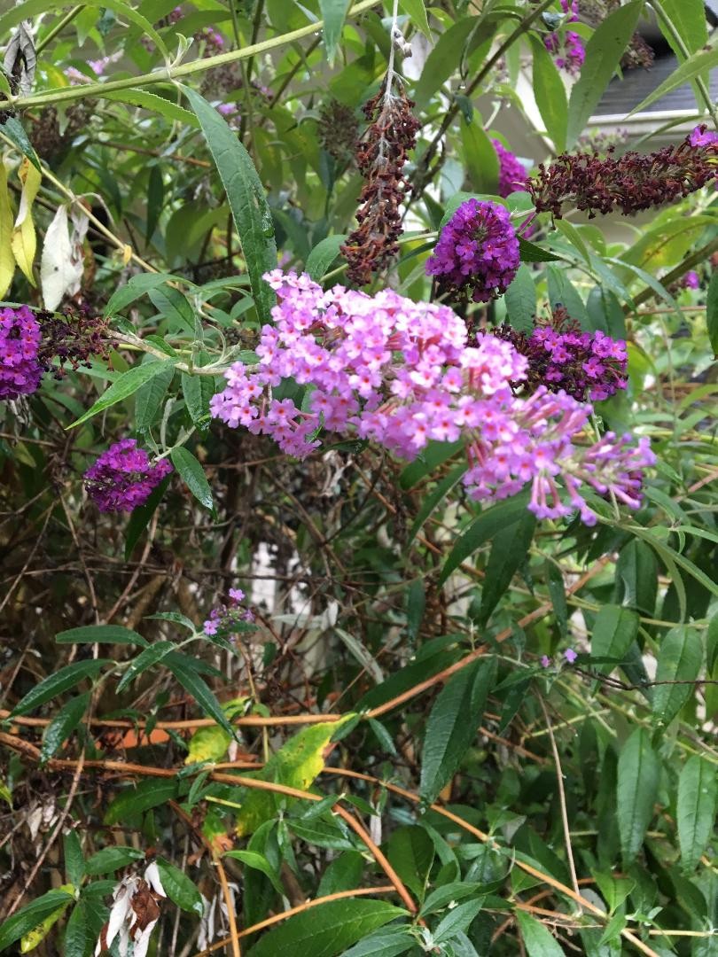 500 + Seeds Pretty n’ PINK Butterfly Budhelia Bush Perennial USA Seller