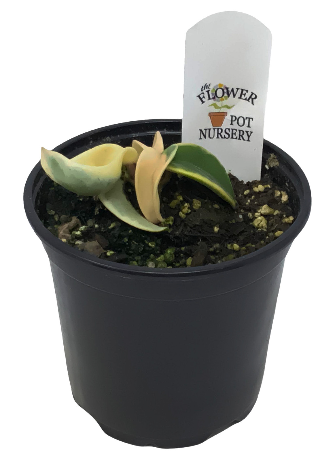 FlowerPotNursery Variegated Hindu Rope Hoya carnosa Compacta Variegata 4″ Pot