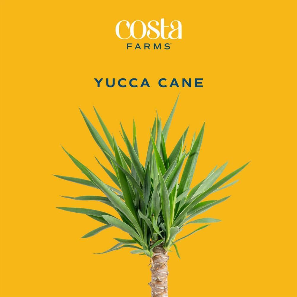 Yucca Cane Indoor Plant in 8.75 Grower Pot, Avg. Shipping Height 2-3 ft. Tall