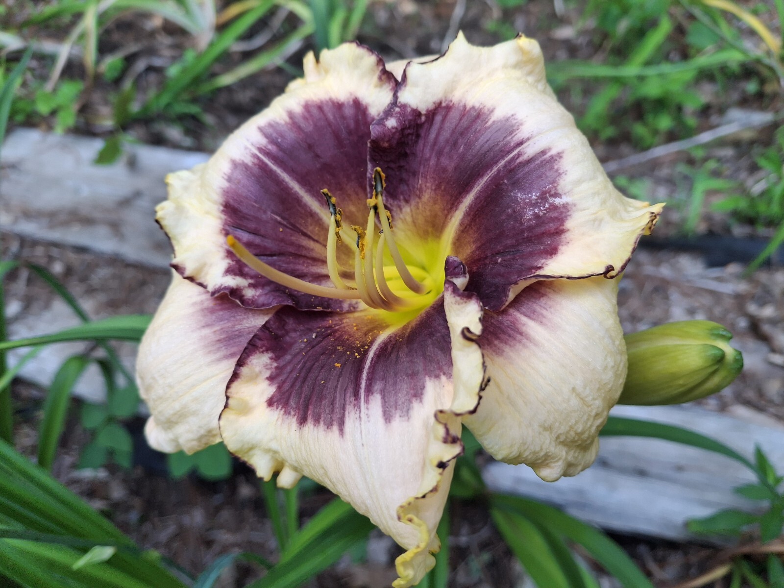 Hemerocallis Blackthorne Daylily 1 bareroot Starter Plant